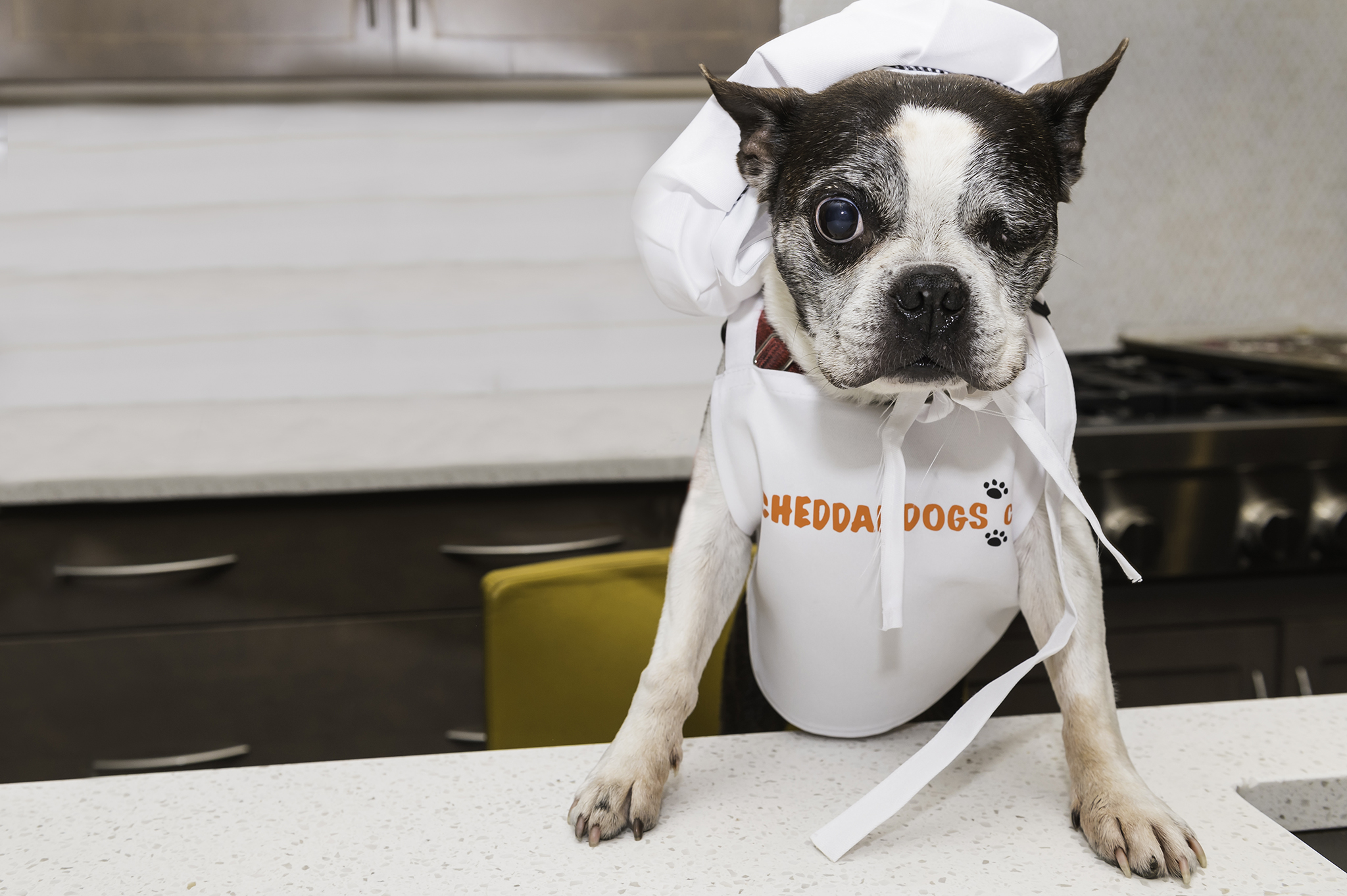 5 Ways to Add Veggies to Your Dogs Diet - Dani Will Make it!